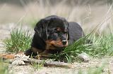 ROTTWEILER 268